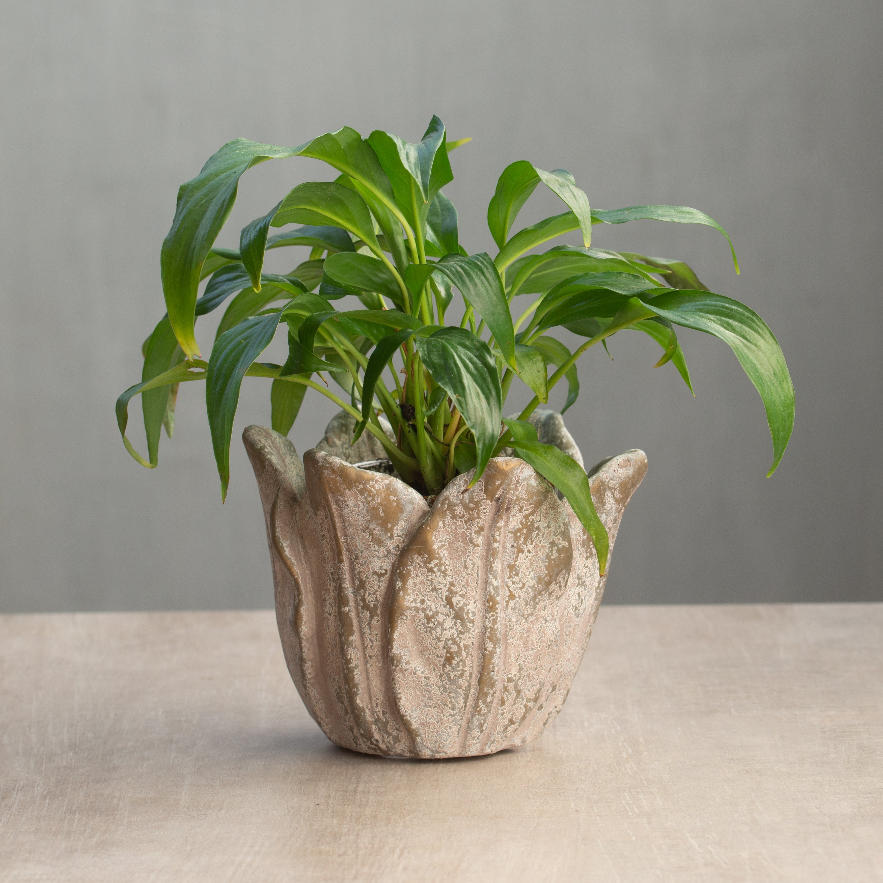 Cabbage Leaf Planter | Small