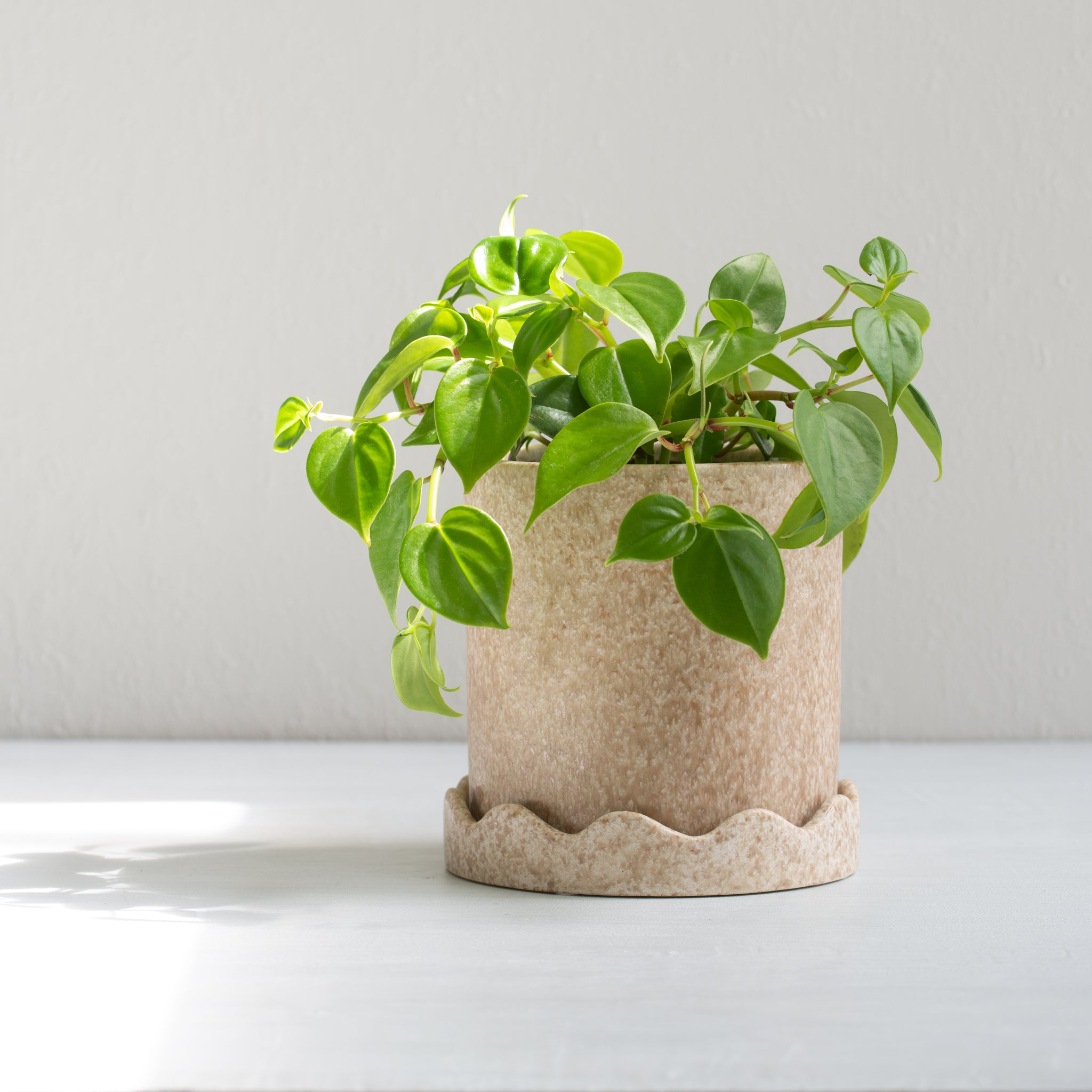 Macey Ceramic Pot w/saucer | Medium