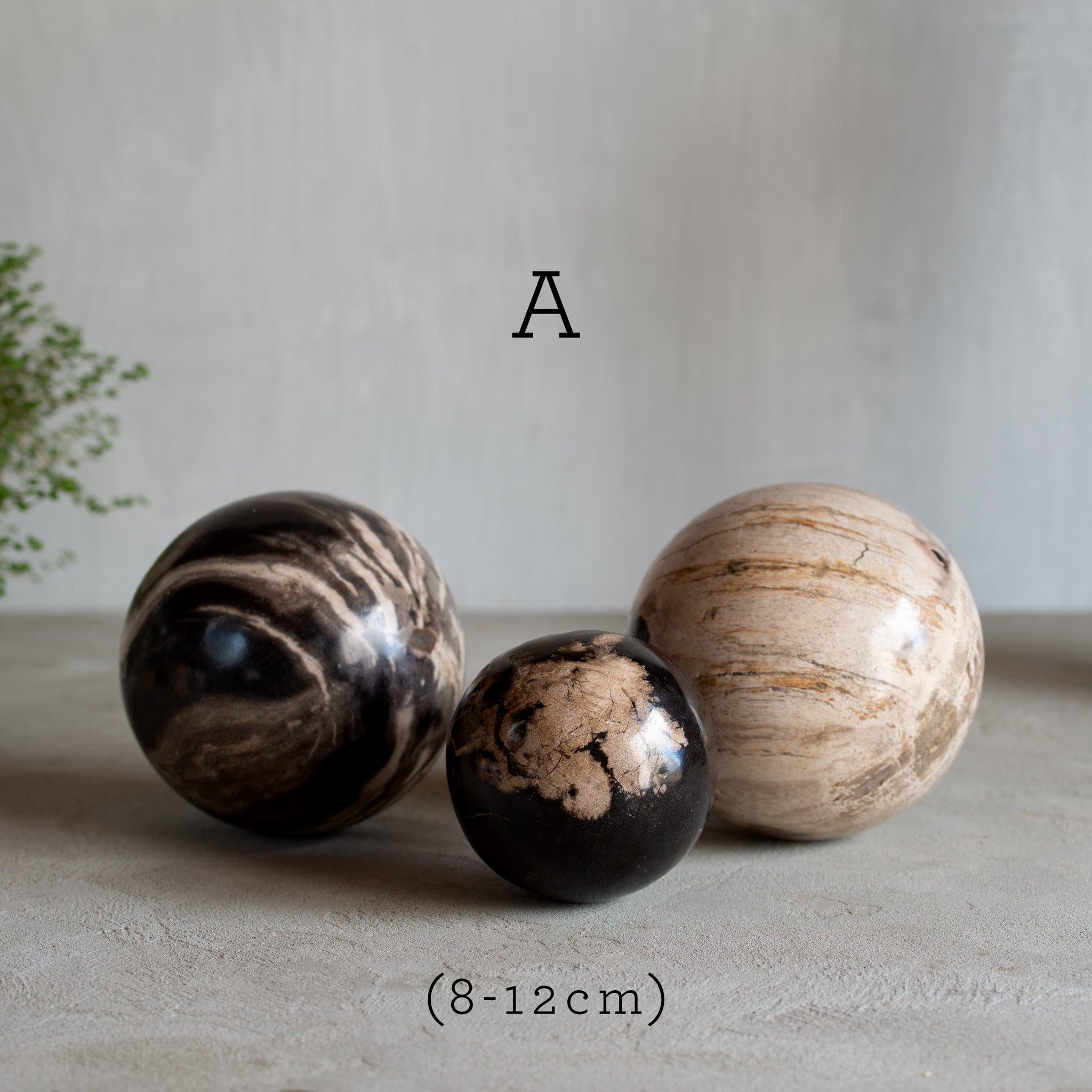 Petrified Wood Balls | Set of Three | Mixed Size