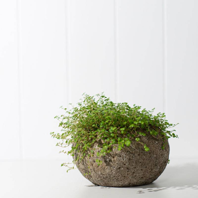 Stone Planter Pot | REGULAR