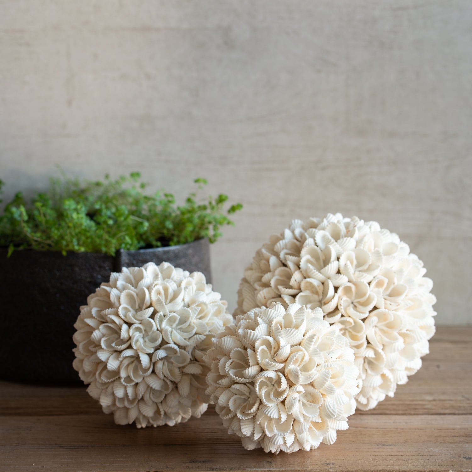 Shell Balls | Set Of Three