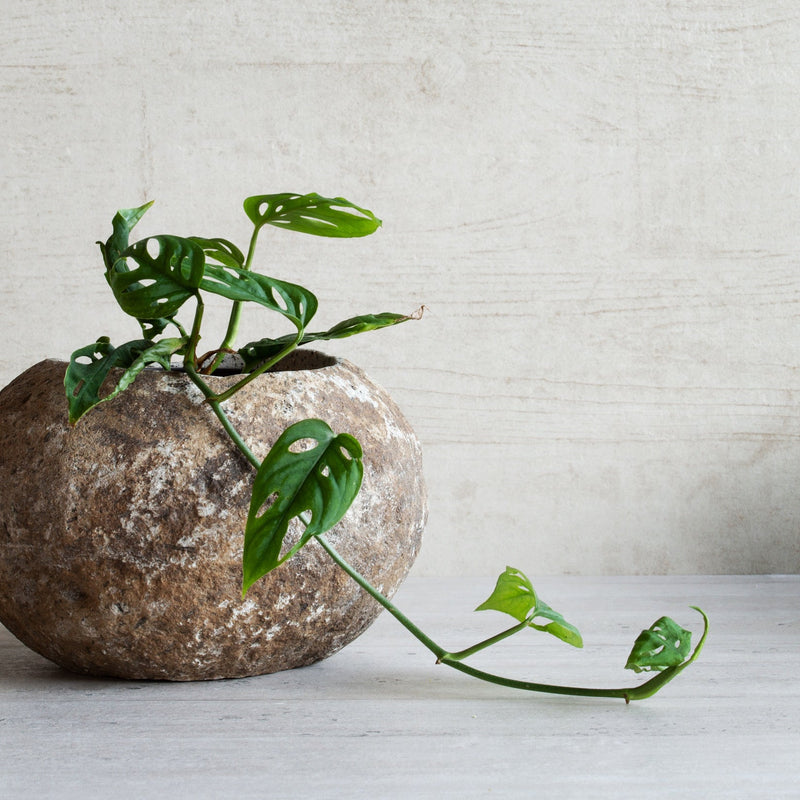 Stone Planter Pot | REGULAR