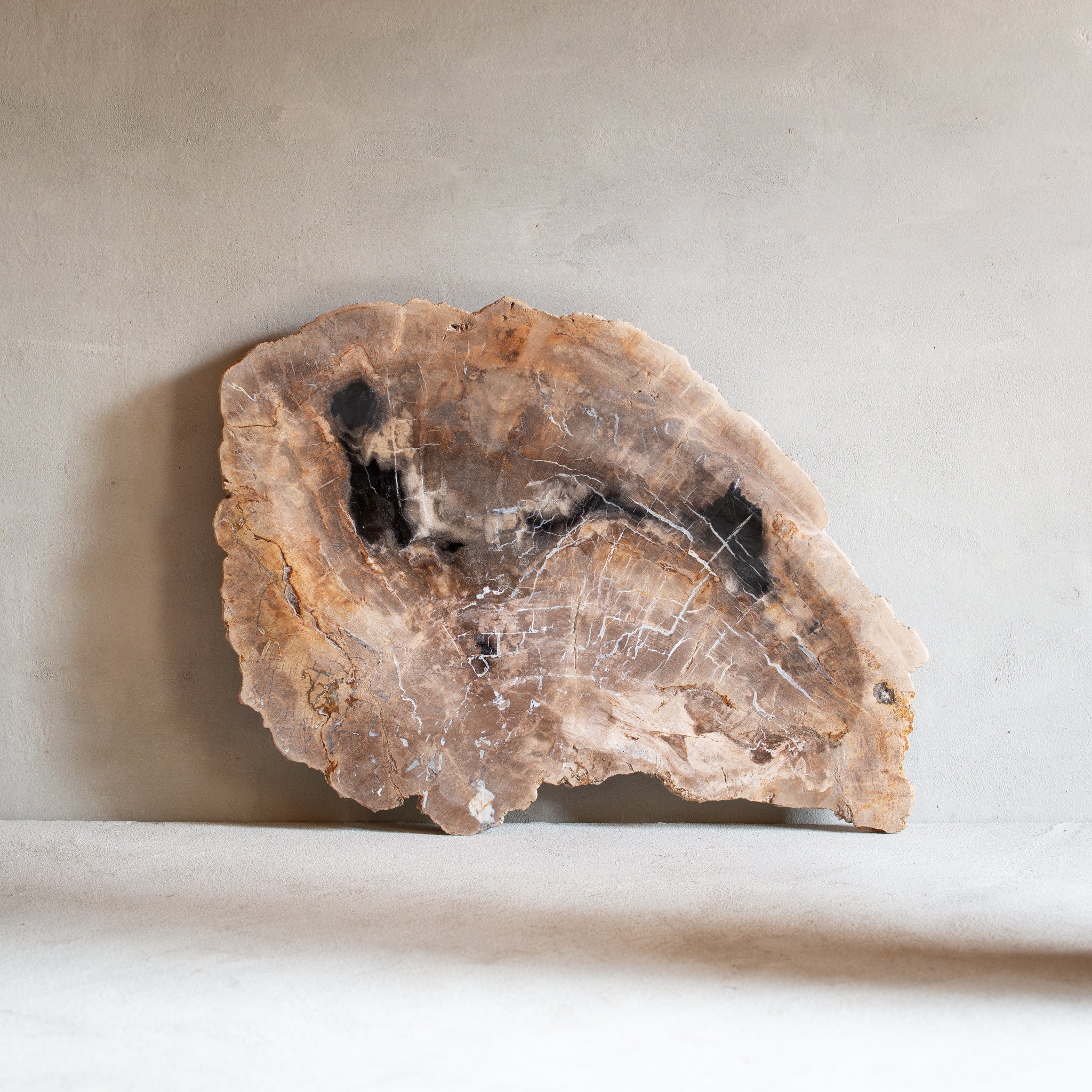 Petrified Wood Plate | Example '5'