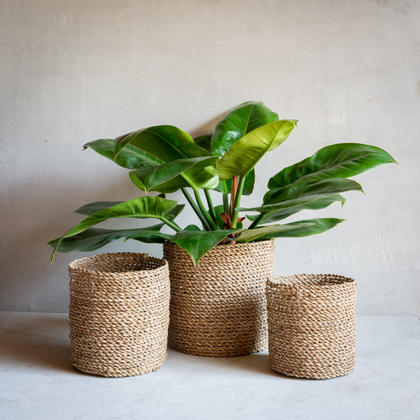 Seagrass Baskets / Planters | Set of 3 - Braided