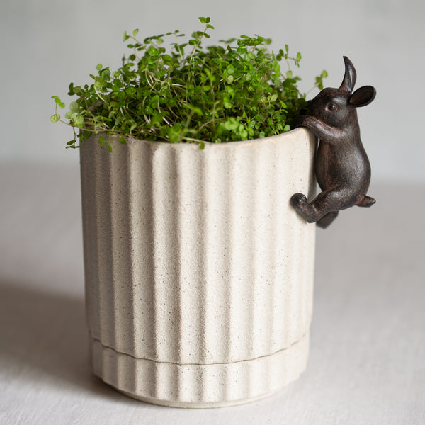 Athens Planter with Baby Tears + Hanging Rabbit