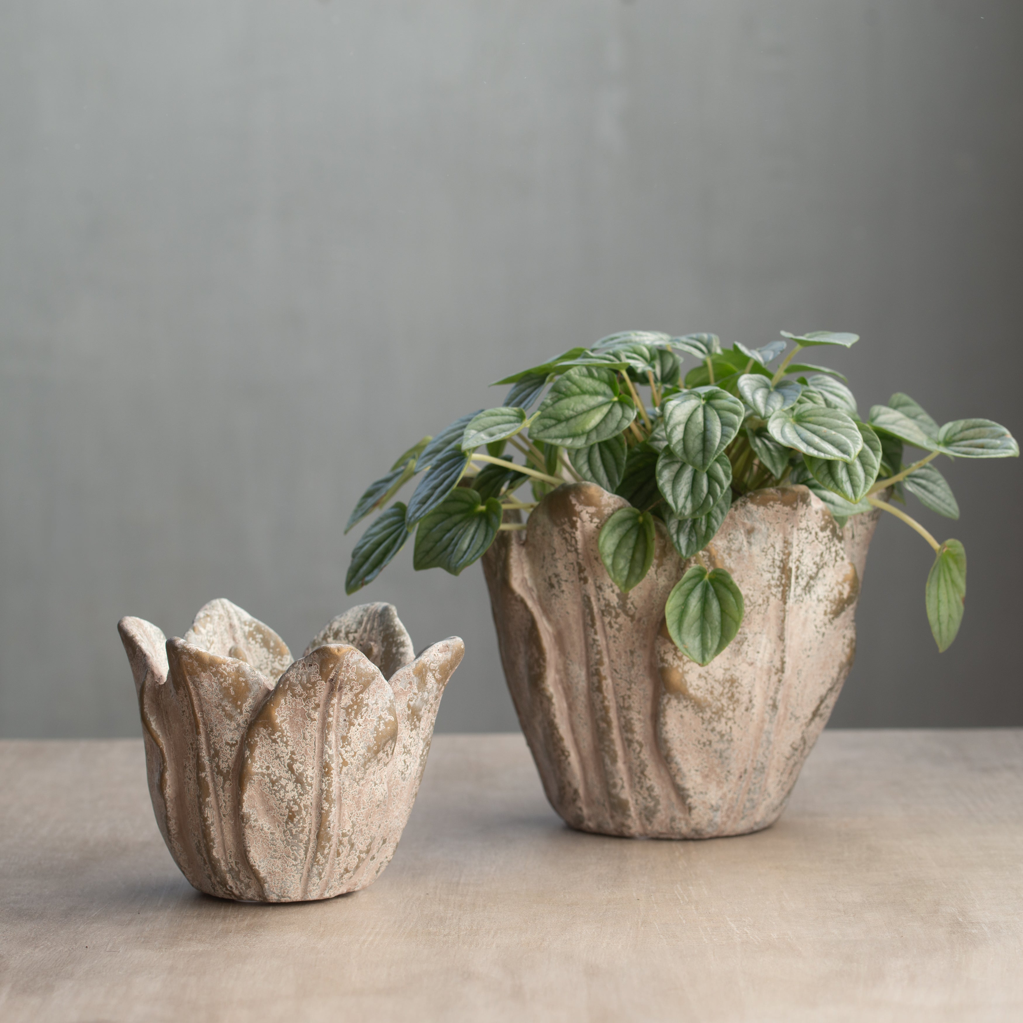 Cabbage Leaf Planter | Small