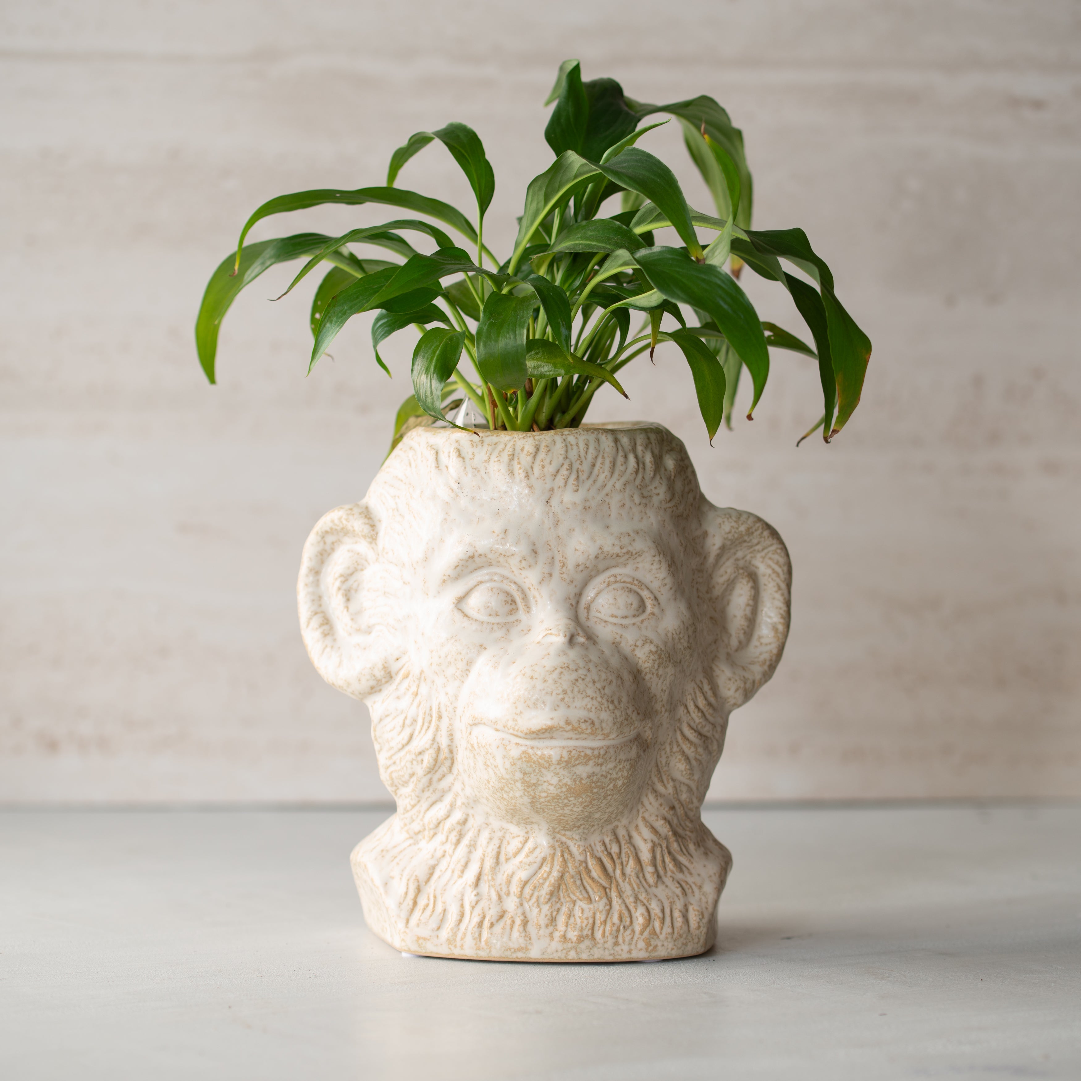 Mr Monkey | Ceramic Pot