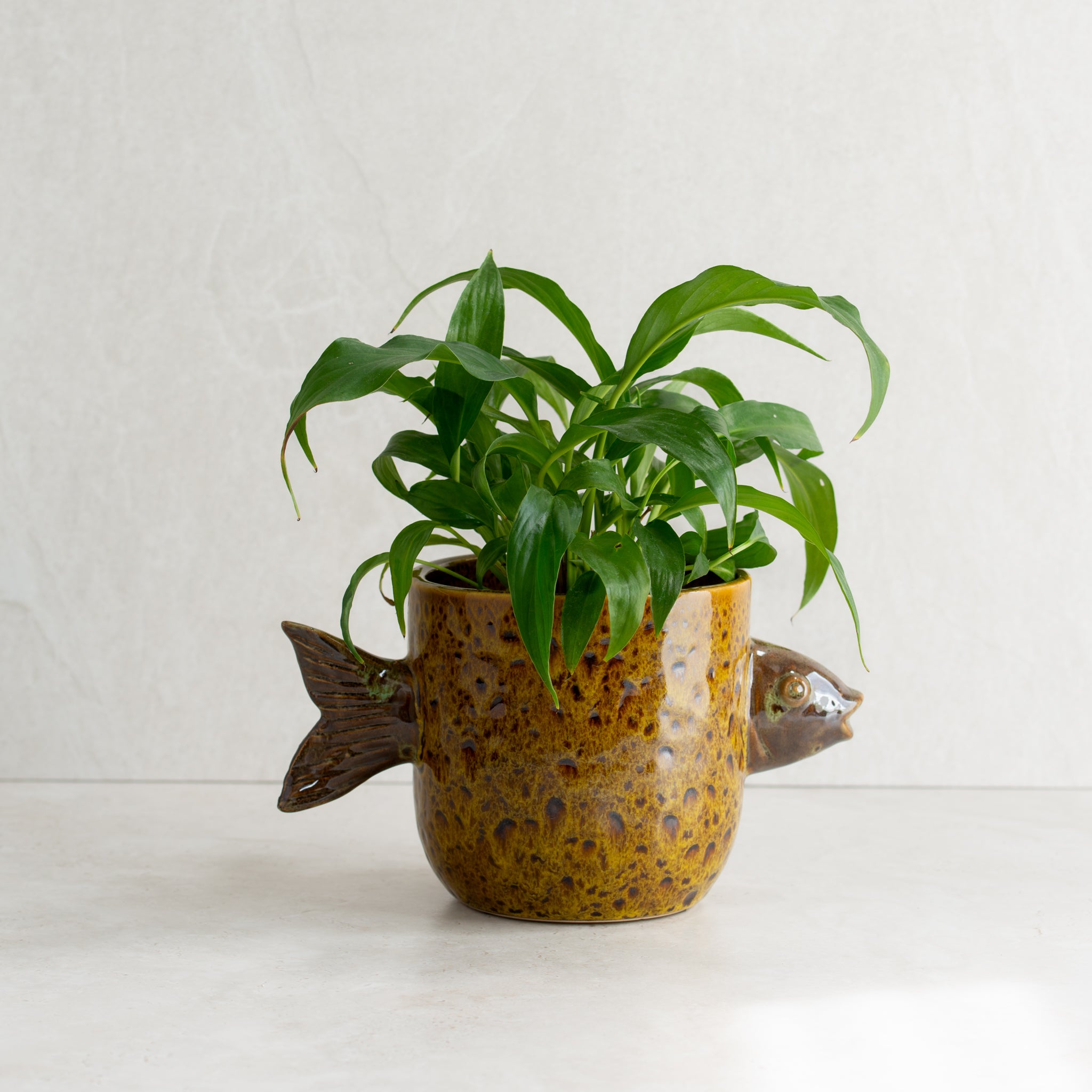Pescari Ceramic Pot | Single