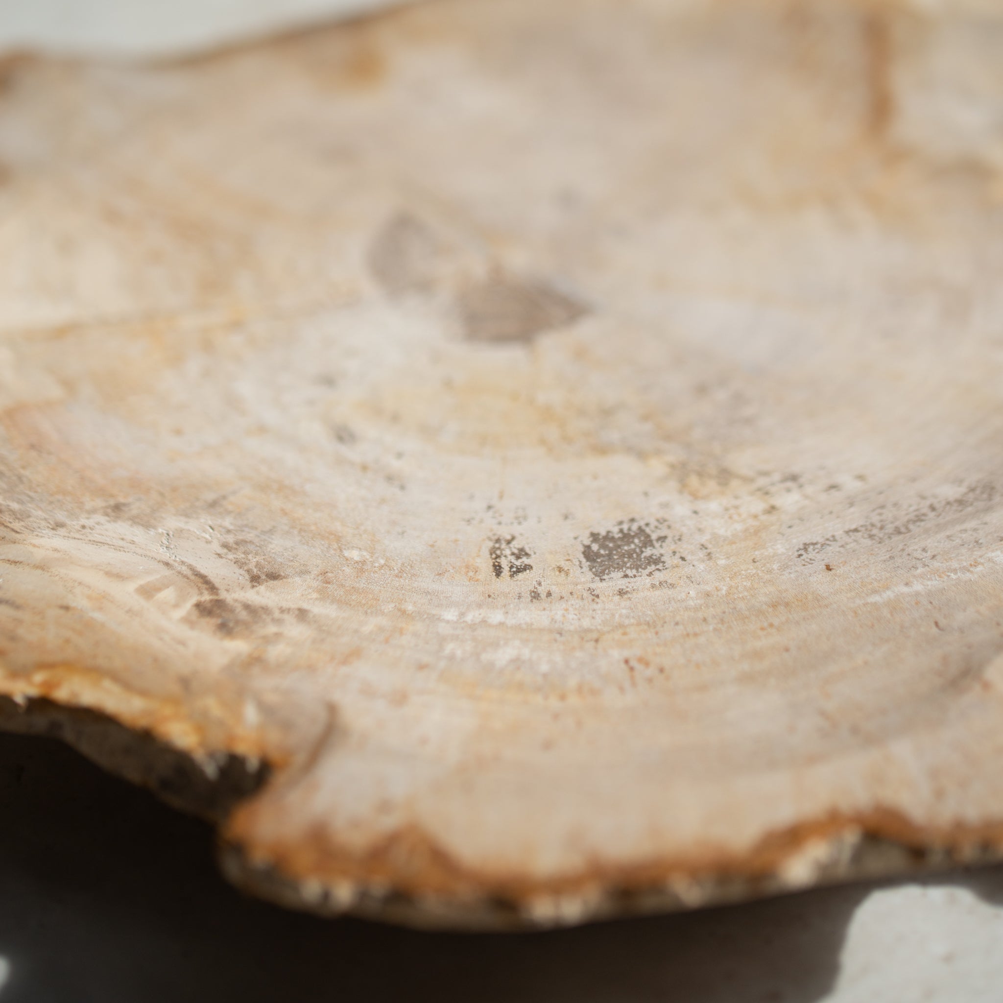Petrified Wood Plate | 'M'