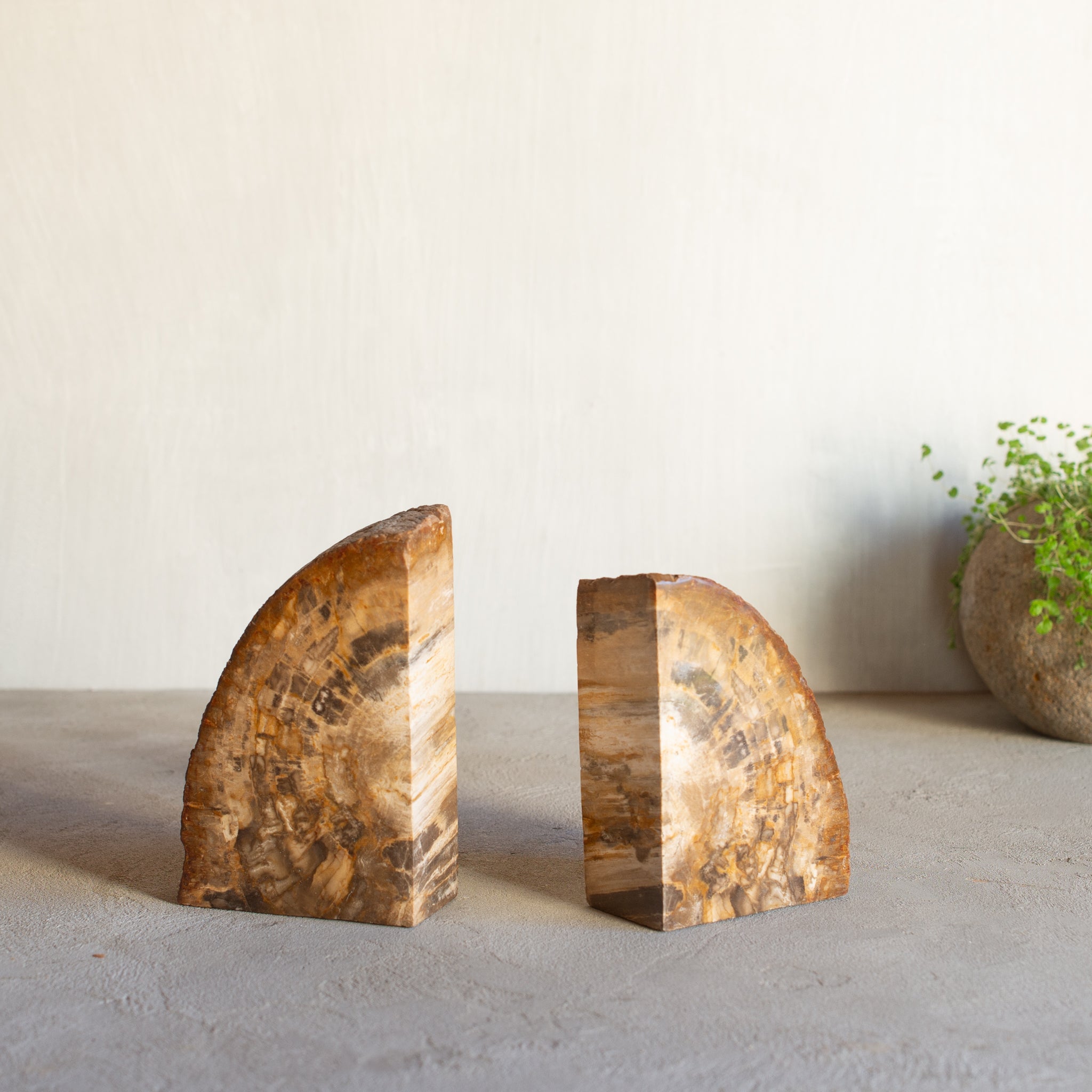 Petrified Wood Bookends |  Set (B)