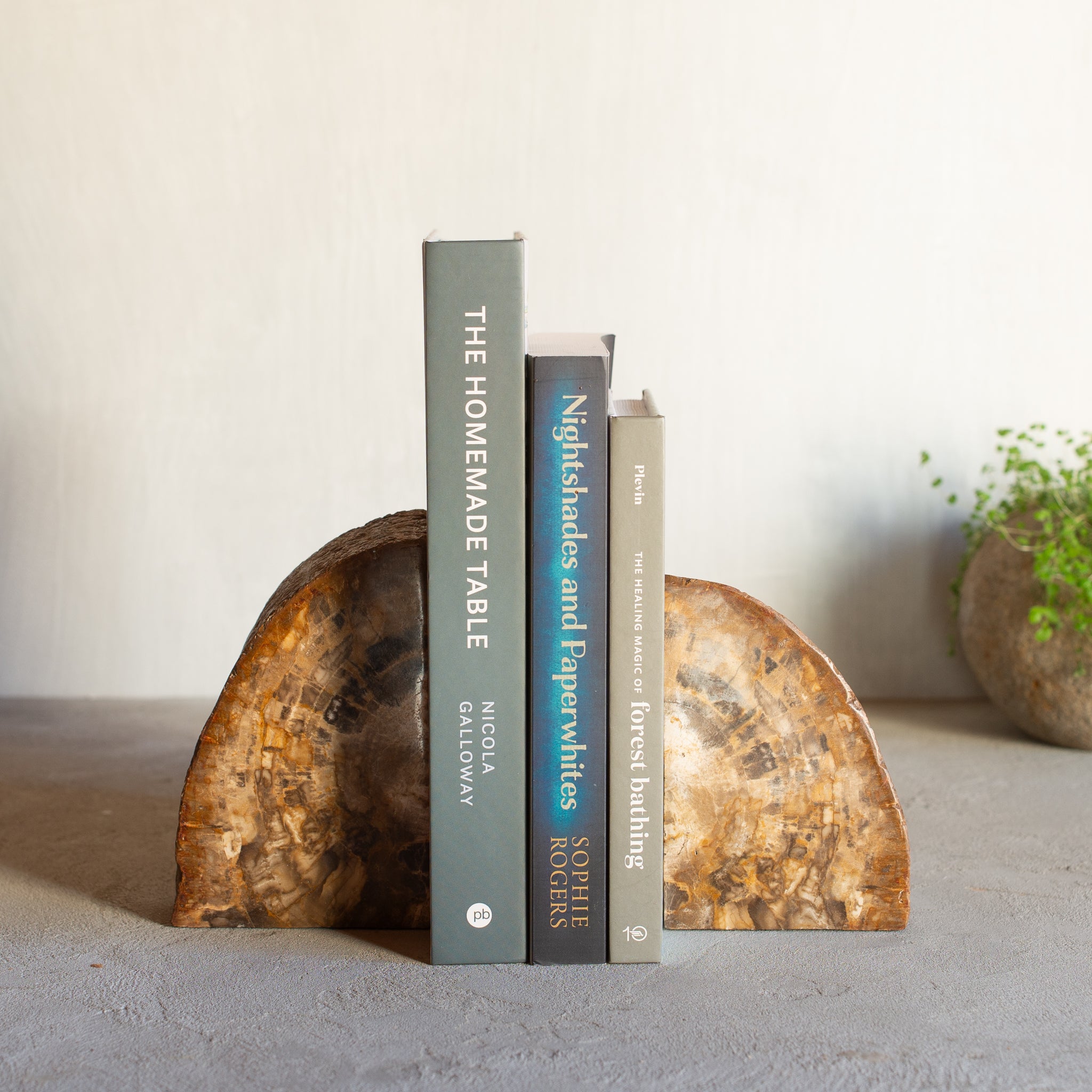 Petrified Wood Bookends |  Set (B)
