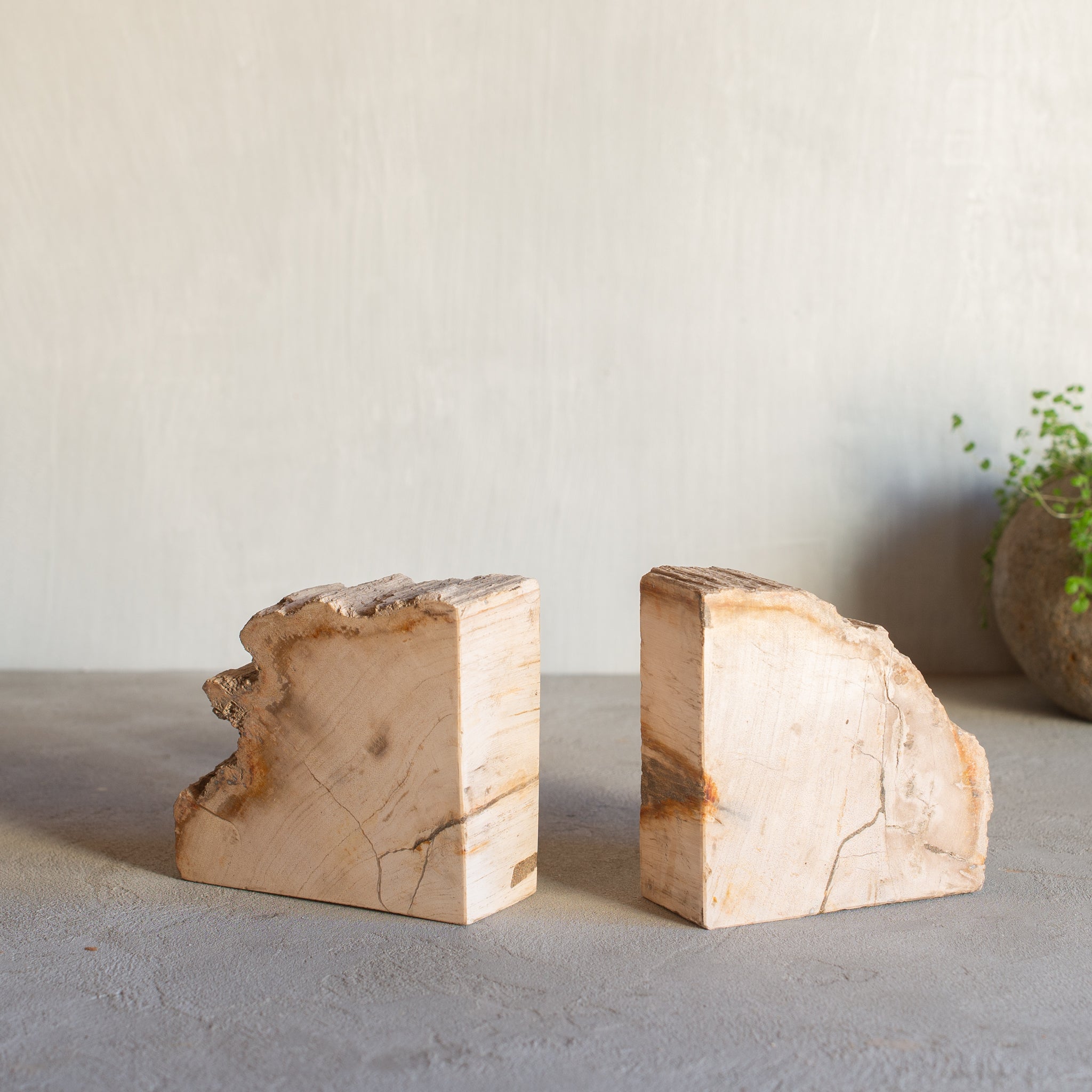 Petrified Wood Bookends |  Set (C)