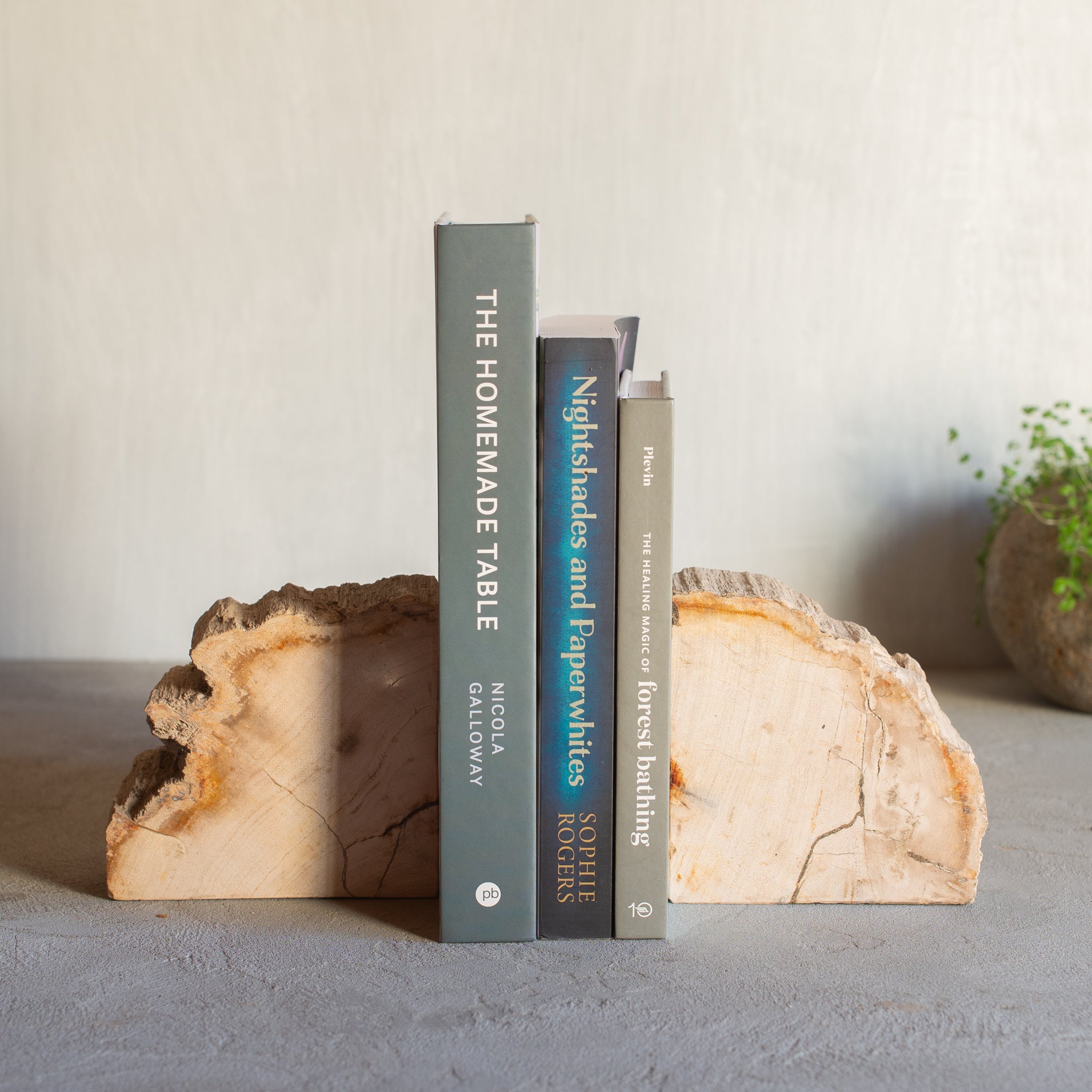Petrified Wood Bookends |  Set (C)