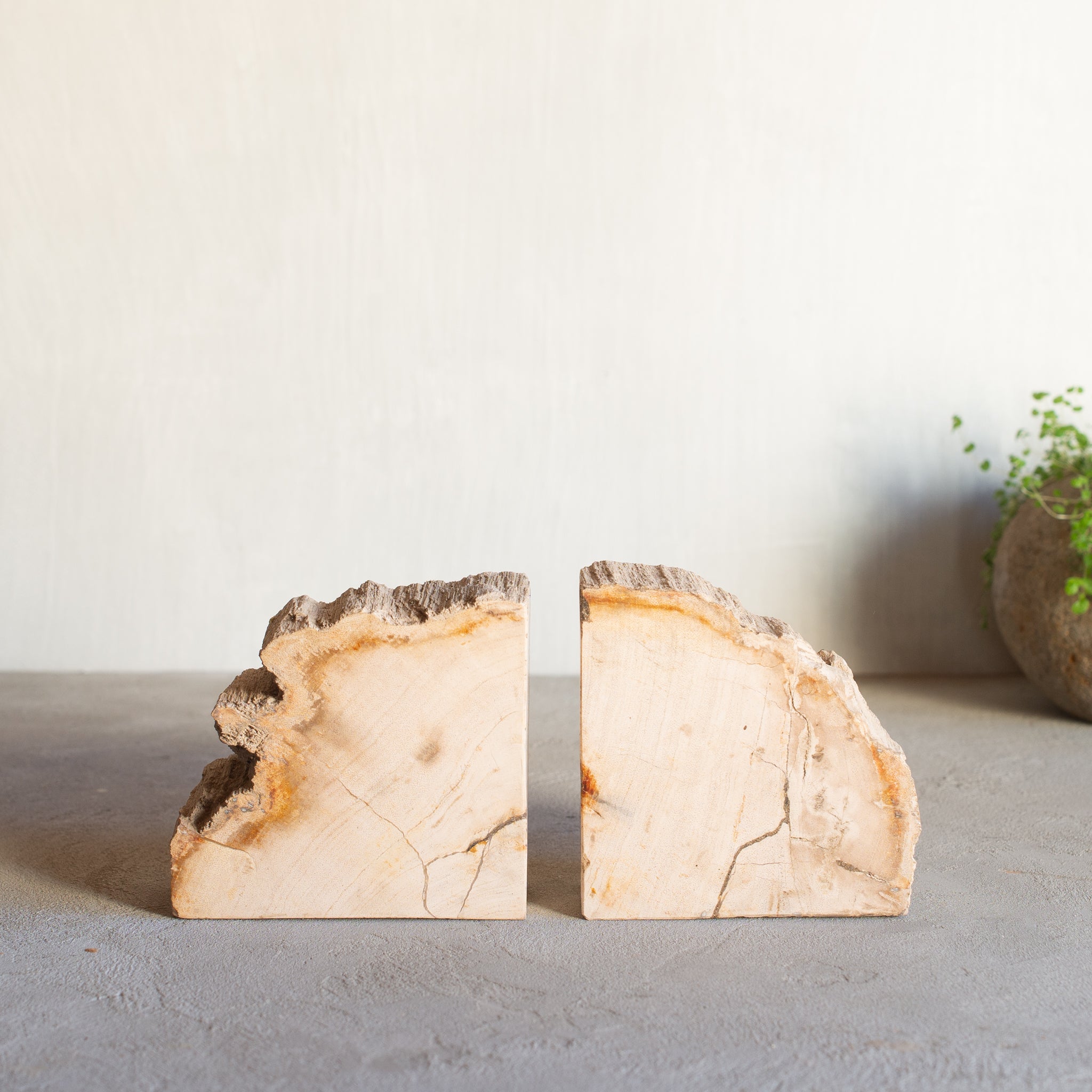 Petrified Wood Bookends |  Set (C)