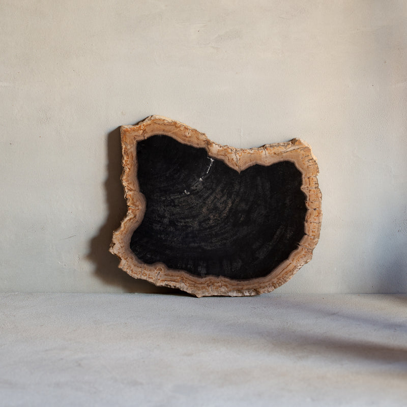 Petrified Wood Slice | Example 'M'