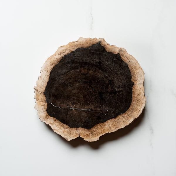 Petrified Wood Slice | Example 'C'