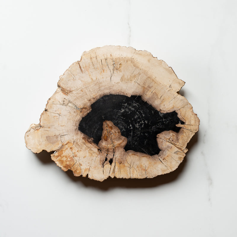 Petrified Wood Slice | Example 'H'