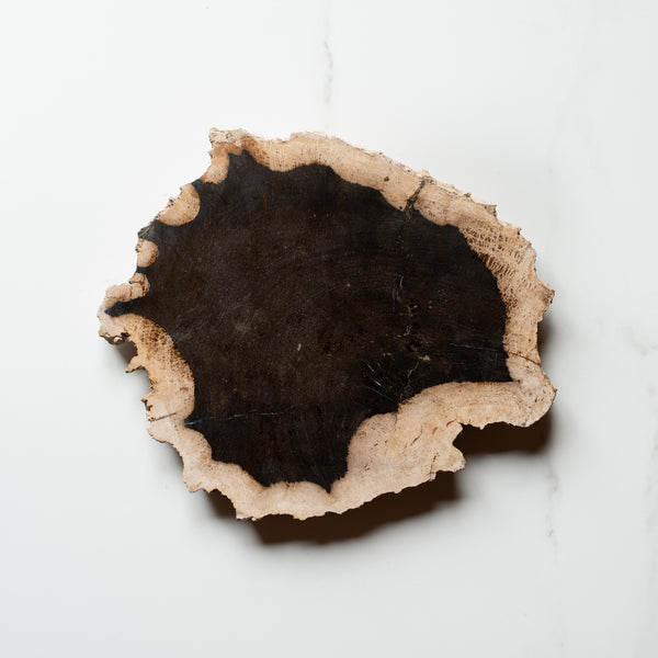 Petrified Wood Slice | Example 'I'