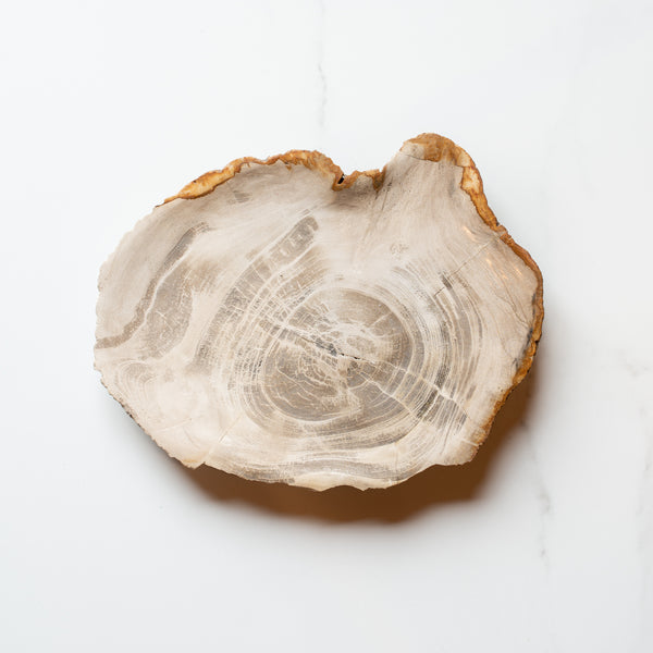 Petrified Wood Plate | 'B'