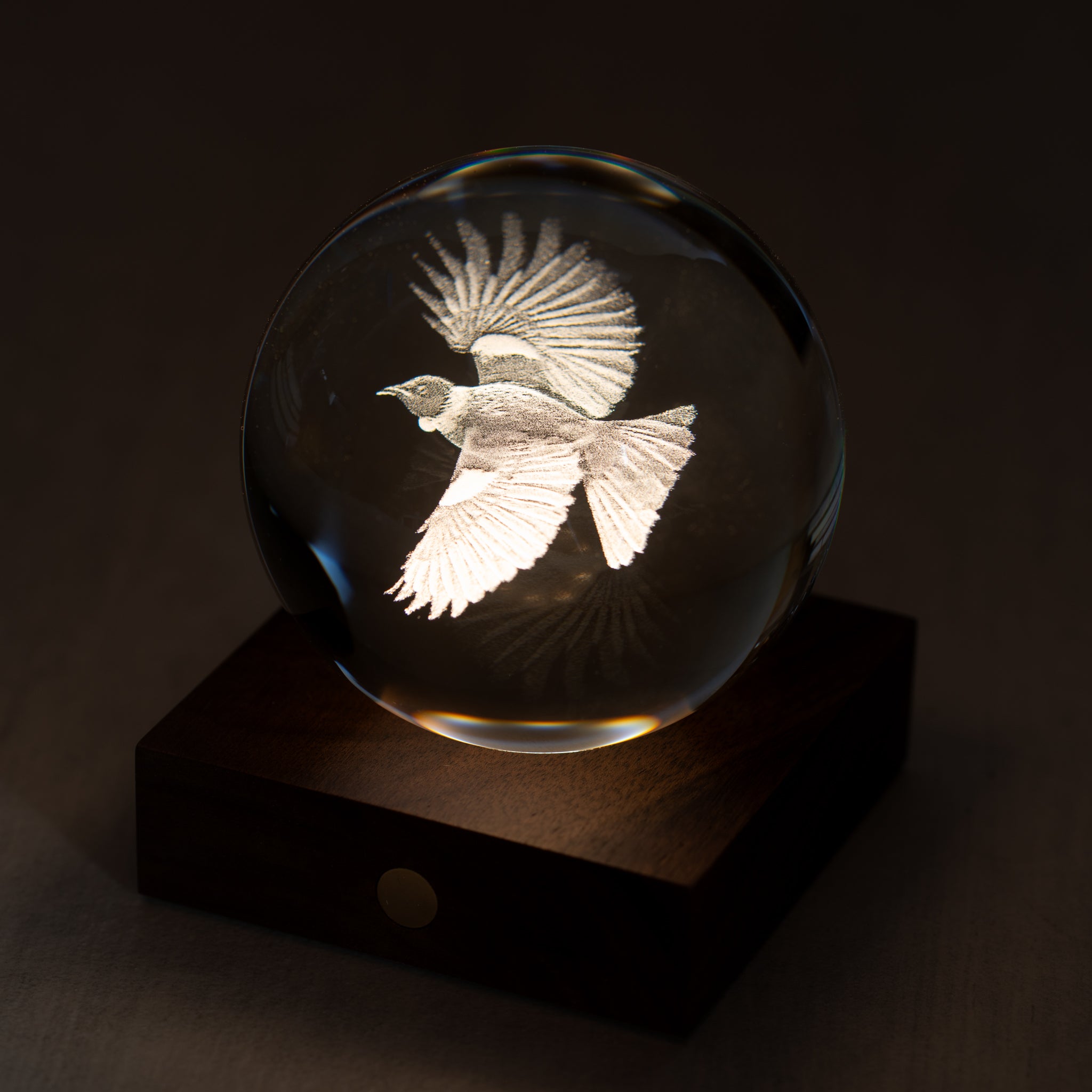3D Laser Engraved Light | Tui