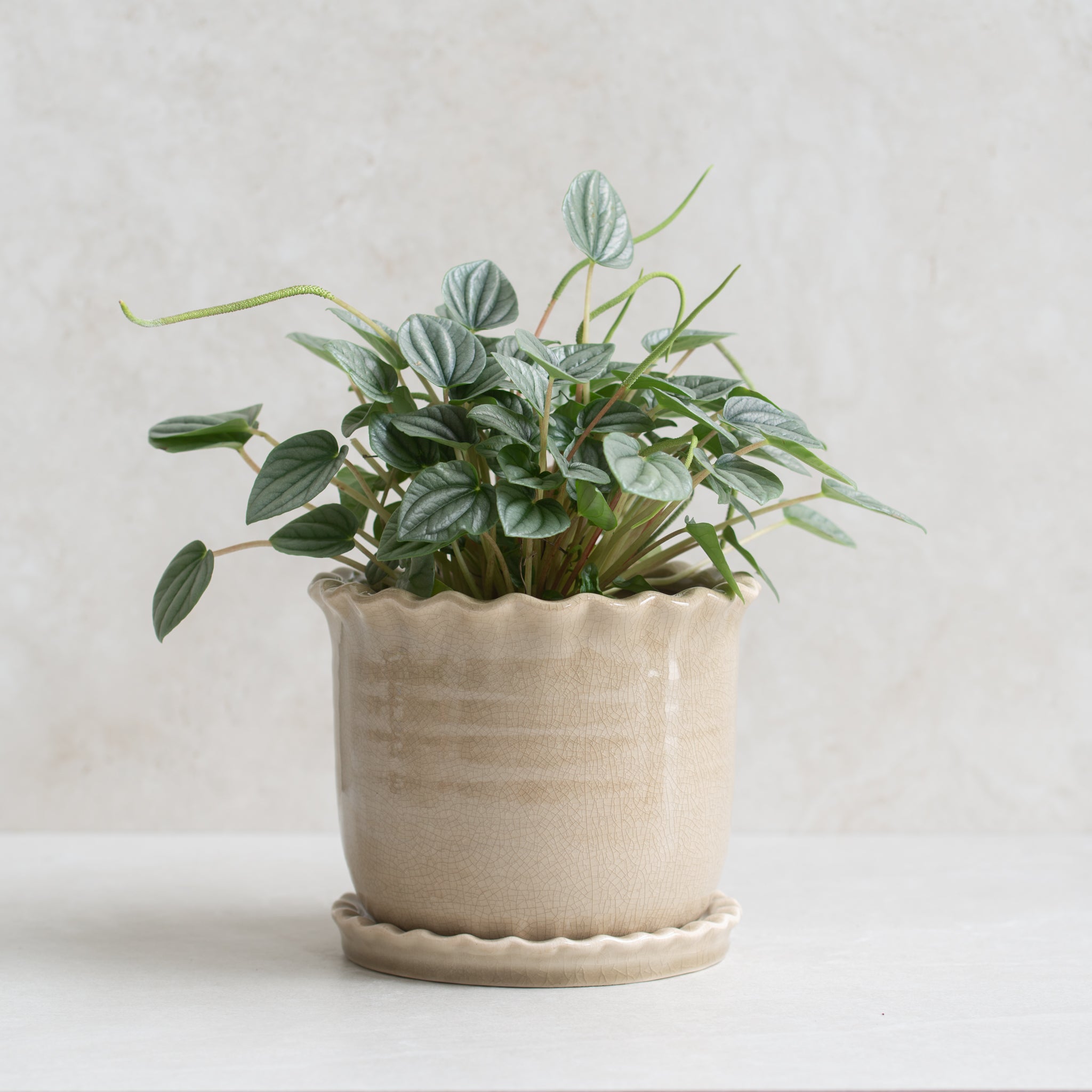 Zara Ceramic Planter Pots