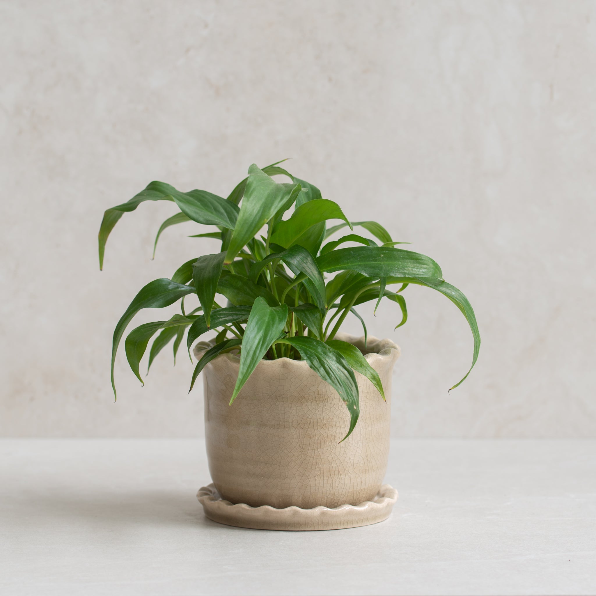 Zara Ceramic Planter Pots