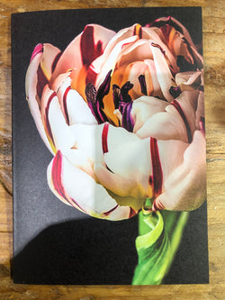 Floral Greeting Card | Tulip Bloom (Closeup)