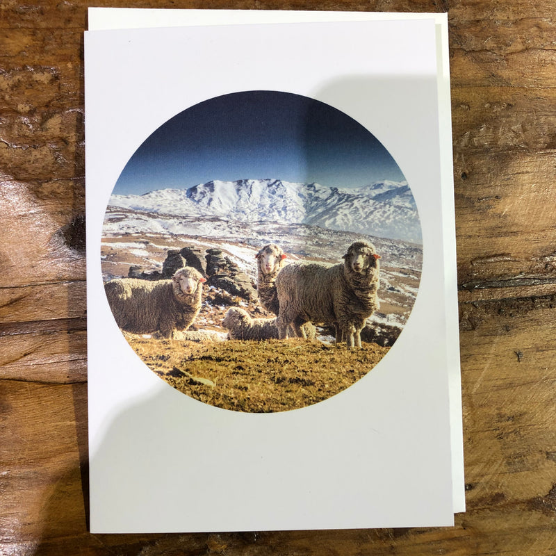 NZ Landscape Greeting Card |  Merino Sheep On Nevis Road