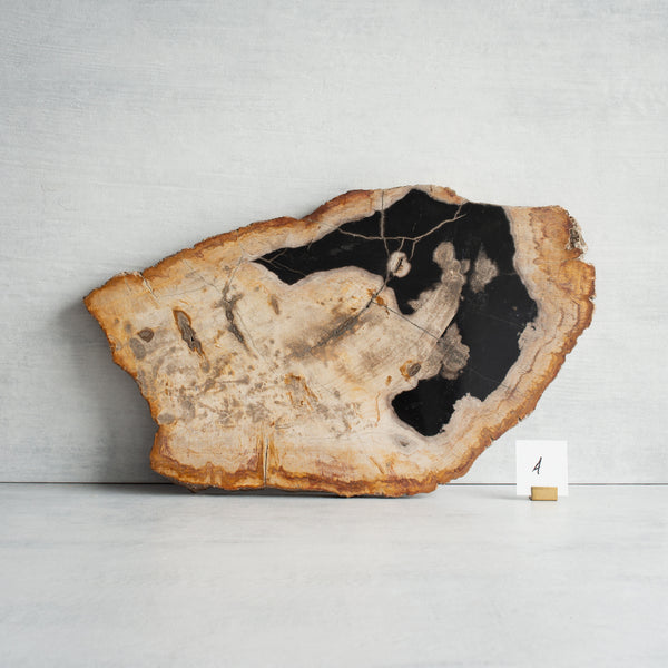 Petrified Wood Slice |  Large - Selected Examples