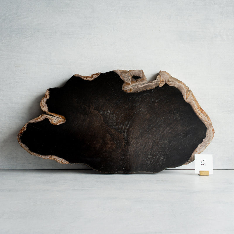 Petrified Wood Slice |  Large - Selected Examples