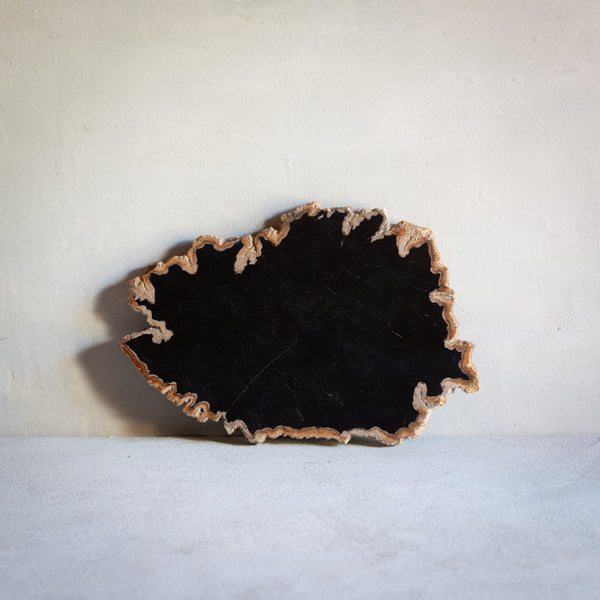 Petrified Wood Slice | Example 'B'