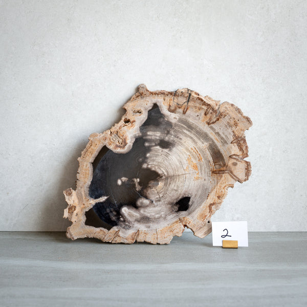 Petrified Wood Plate | Example '2'