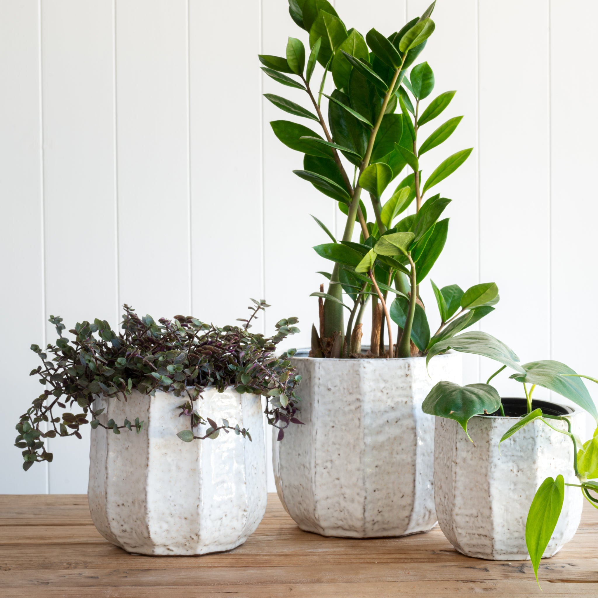 Medium Size Pots, Indoor Pots Nz