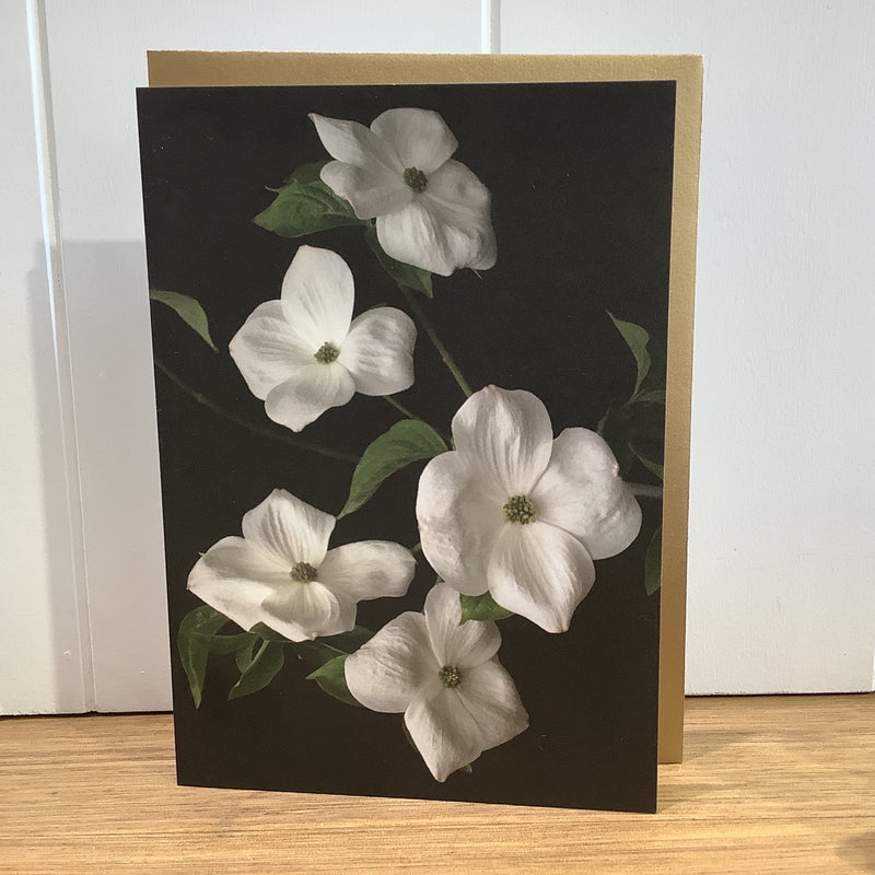 Floral Greeting Card | Dogwood Flowers
