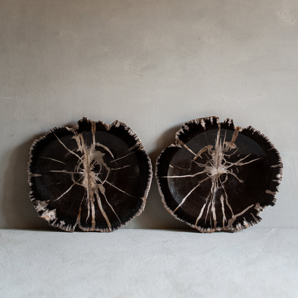 Petrified Wood Plate | Matched Pair