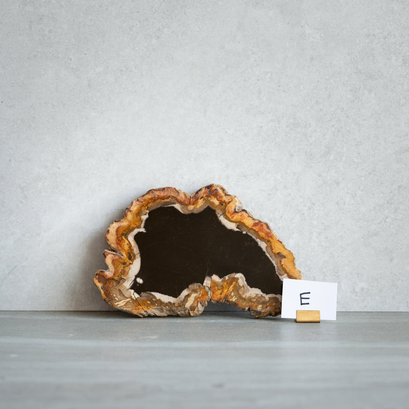 Petrified Wood Slice | Example 'E'