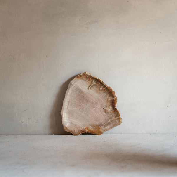 Petrified Wood | Small Dish (D)