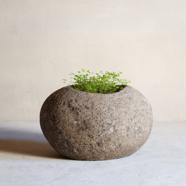 Stone Planter Pot | LARGE - With Plant